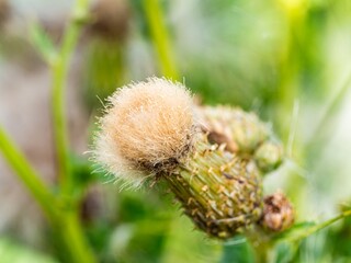 Thistle flowers. Purple thistles in bloom. Macro closeup Pink milk thistle plant with flower in bloom in summer morning