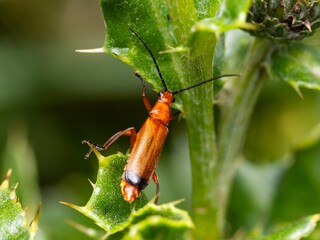 Common Red Soldier Beetle, beetles breeding mating. Eating nectar and pollen from thistle flowers. Summer macro insect photography. Male and female