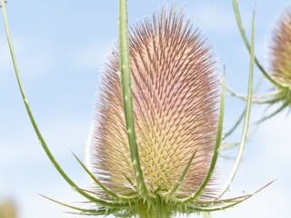 Thistle flowers. Purple thistles in bloom. Macro closeup Pink milk thistle plant with flower in bloom in summer morning