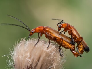 Common Red Soldier Beetle, beetles breeding mating. Eating nectar and pollen from thistle flowers. Summer macro insect photography. Male and female