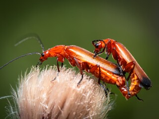 Common Red Soldier Beetle, beetles breeding mating. Eating nectar and pollen from thistle flowers. Summer macro insect photography. Male and female