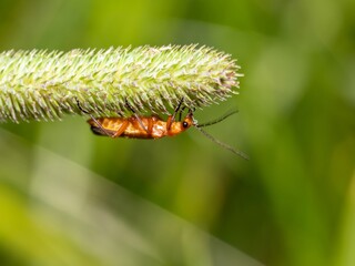 Common Red Soldier Beetle, beetles breeding mating. Eating nectar and pollen from thistle flowers. Summer macro insect photography. Male and female