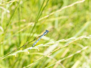 Neon blue Dragonfly closeup macro photograph. On a leaf. copy space, damselfly resting on a tree branch. Background. Coenagrionidae. Common bluet