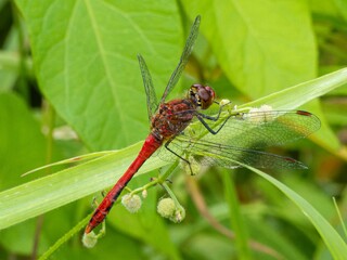Red Orange dragonfly with wings with a red pattern sits on a branch. resting on a flower stalk close-up. huge eyes. Pyrrhosoma nymphula, on flower bud of Lady's mantle, Alchemilla mollis.