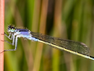 Neon blue Dragonfly closeup macro photograph. On a leaf. copy space, damselfly resting on a tree branch. Background. Coenagrionidae. Common bluet
