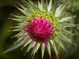 Thistle flowers. Purple thistles in bloom. Macro closeup Pink milk thistle plant with flower in bloom in summer morning