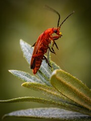 Common Red Soldier Beetle, beetles breeding mating. Eating nectar and pollen from thistle flowers. Summer macro insect photography. Male and female