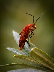 Common Red Soldier Beetle, beetles breeding mating. Eating nectar and pollen from thistle flowers. Summer macro insect photography. Male and female