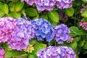 hydrangea shrub flowers
