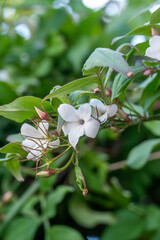 Jasminum officinale Devon Cream