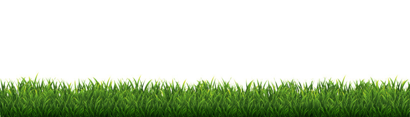 Green Grass Border Isolated White Background