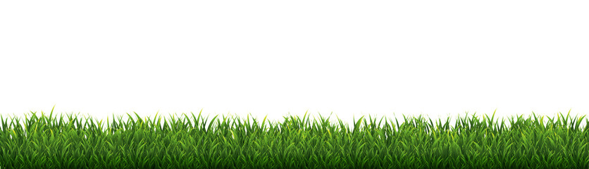 Fototapeta premium Green Grass Border Isolated White Background