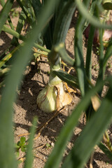 Green onions growing in a garden, their leafy stalks stretching upwards. The soil and surrounding foliage indicate healthy growth, highlighting the fresh and organic nature of these garden vegetables.