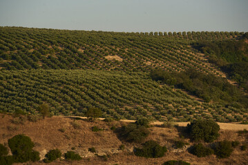 Landscape with olive trees in the sunrise light