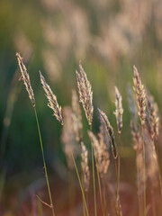 Grass at sunset