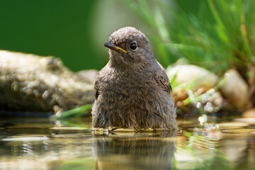 Black redstart ( Phoenicurus ochruros) - young resting in the water of a bird watering hole. Czechia. 