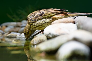  Yellowhammer (Emberiza citrinella), young drinking water. Reflection on the water. Czechia.