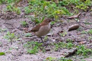 Little bird looking for insects