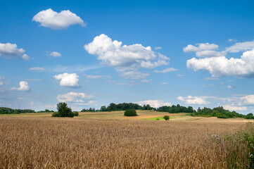 Field and meadow on a sunny day with a forest in the background under a blue sky