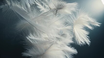 white feather on blue background - Powered by Adobe