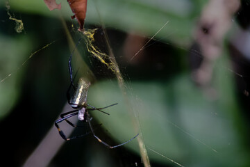 Golden weaver spider (Nephila)