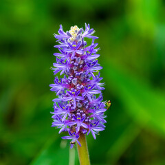 Closeup photograph of purple flower