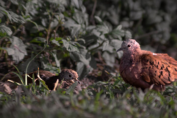 Couple of  pigeons cuddling