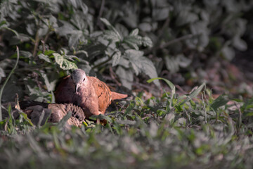 Couple of  pigeons cuddling