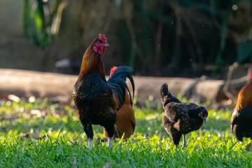 Domestic rooster
