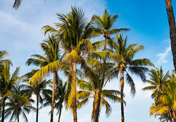 Palm tree. Summer vacation in Miami south beach, Florida. Palm tree of California. Tropical beach in Miami. Tropical outdoor scene with palm tree. Tropical summer vacation. Exotic nature jungle