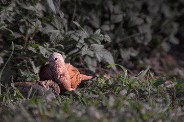 Couple of  pigeons cuddling