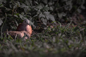 Couple of pigeons on the grass