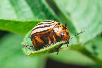 Agricultural pest Colorado potato beetle eats potato leaves