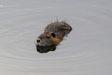 prey resting in the lagoon