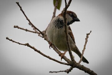 Naklejka premium Bird resting in the tree