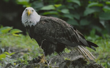 Bald Eagle