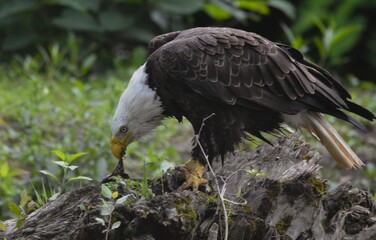 Bald Eagle