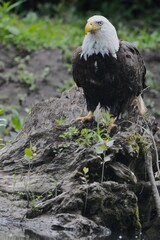 Bald Eagle