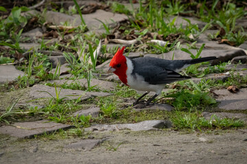 Beautiful bird with red head feathers