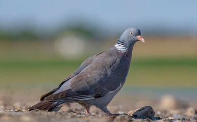 Common wood pigeon (Columba palumbus) is usually lives in large herds in cereal fields and gardens. It is a common type of pigeon.