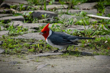 Beautiful bird with red head feathers