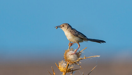 Delicate prinia (Prinia lepida) is a songbird living in the Southeastern region of Turkey. It is one of the most beautiful song birds in the world.
