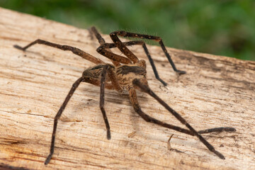 Close-up of a beautiful male common rain spider (Palystes superciliosus), a species of huntsman spider