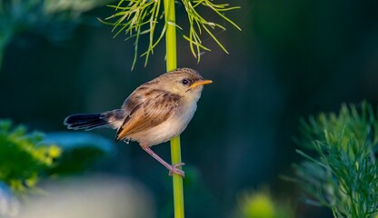 Delicate prinia (Prinia lepida) is a songbird living in the Southeastern region of Turkey. It is one of the most beautiful song birds in the world.