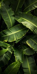 Obraz premium Close Up Tropical Banana Leaves Green Background