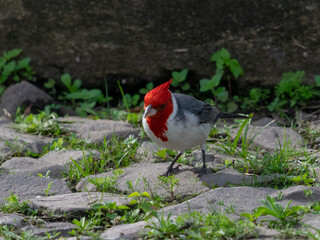 Beautiful bird with red head feathers