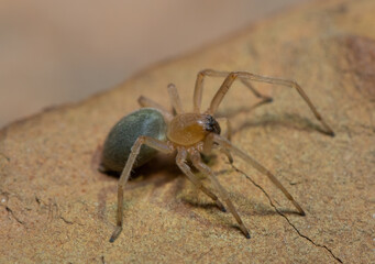 A venomous sac spider (Cheiracanthium sp.) on a rock