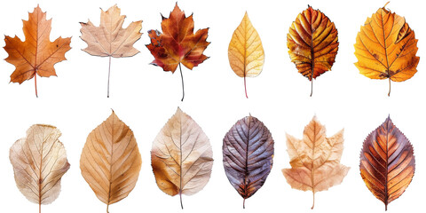 Fototapeta premium Collection of Natural of Tropical brown dry leaves in autumn season isolated on transparent png background, varies different of plant botanical. 
