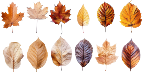 Collection of Natural of Tropical brown dry leaves in autumn season isolated on transparent png background, varies different of plant botanical.
