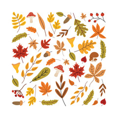Autumn leaves set. Fall season design for banners, posters, invitations. Colorful flat vector illustration isolated on white background.